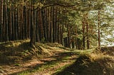 The future of carbon offsetting: an interview with Dan from Fenix Carbon