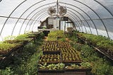 How big of a greenhouse do you need to feed your family?