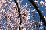A branch of pale pink cherry blossoms set against a clear blue sky, with some flowers open and others still in bud.