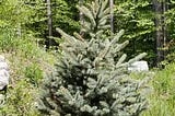 Blue spruce planted in the yard