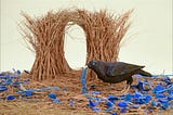 a bowerbird building a display of pretty things