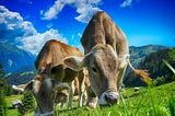 Healthy Nutritional fat in Cattle