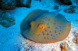 Dive #4 — The Twins, Koh Tao. Discovering the Blue-Spotted Ribbontail Ray