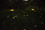 Firefly memories and climate change: what we know and how I’m trying to help