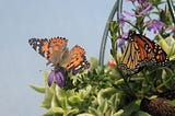 Why do butterflies matter?