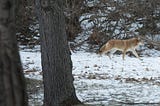 When You Live Along a Wildlife Corridor