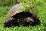 Tortoise Recovery