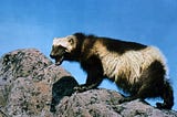 Protecting Wolverines From Fish and Wildlife