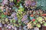 From Striking and Spiky to Sumptuous and Spritely