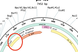 Building a Guide RNA for CRISPR as a 16-year-old