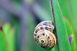 A snail crawling up a leaf