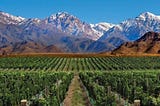 How I Learned to Make Wine in Argentina