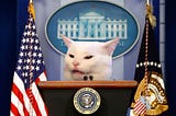 ChatGPT generates campaign ideas for cat presidency