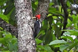 A photo of a red-headed woodpecker pecking on a