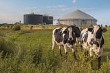 Under New Pollution Regulations, Milk Producers Seek Profit in Dairy Air