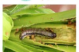 Useful Methods to Control Fall Armyworm in Maize Crop