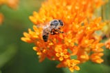 The Honey Bees Are Going Viral; But it’s Not the Bees Knees