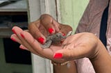 Close Encounters with the Critters of Barbados