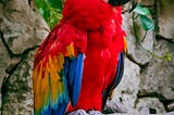 The ultimate guide to taking care of your parrot.