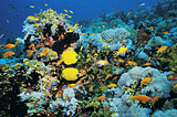 Coral Reef Ecosystems Becoming a Priority in Schools Curriculum