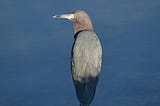 Welcomed by a Little Blue Heron