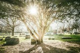Photo of a cemetery with a large tree in the foreground with the sun streaming through it