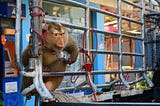 Why This Wildlife Rescue Can Finally End Monkey Coconut Slavery in Thailand