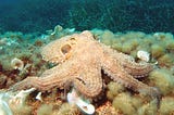 What Can We Learn From A Sleeping Octopus?