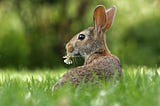 Brown rabbit in grass, nibbling on a flower.