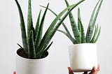 10 Indoor Plants which have Healing Properties