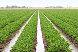 Top 5 Reasons Why Irrigation Might Not be Your Go to Adaptation Solution