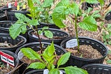 Box Store Dahlia Tuber Update