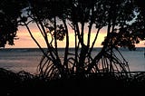 Photo of the sunrise, looking through a mangrove in Belize. Photo by David L. O’Hara, and copyright 2022.