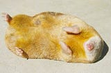 a small, curled up golden creature with its paws raised