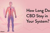 How long does CBD stay in your system