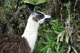 Side view of a white and brown llama eating a leaf.