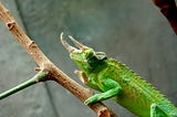 Imitate the Chameleon: How Editing Tools Can Improve Your Writing