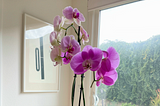 The art of growing orchids