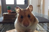 Image: author’s own. Here is a picture of my friendly hamster, Isabella. She says hi.