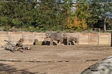 The Day I Fell in Love with Elephants