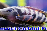 Convict Cichlid Fish