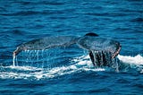 Exploring Cabo San Lucas: Unveiling the Truth about Safety and Security