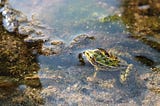 Critters in Crisis: How Livestock Contributes to the Decline of Amphibians
