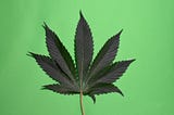 Is CBG the New CBD?