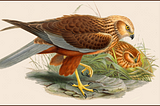 Image of Male and Female Marsh-Harrier from Birds of Great Britain (Public Domain)