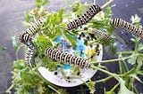 Black, white banded caterpillars with yellow dots on parsley.