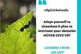 Life Lessons You Can Learn From An Ant