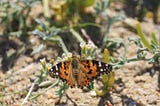 About Butterflies and Other Desert Life
