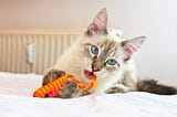 10 Tips for New Cat Owners