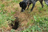 A dog peeking into a coypu’s den.